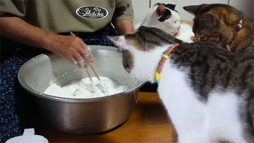 ボウルに顔を突っ込む猫