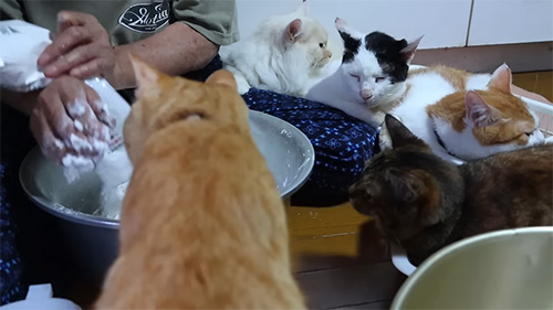 ボウルに顔を突っ込むちゃとらさん