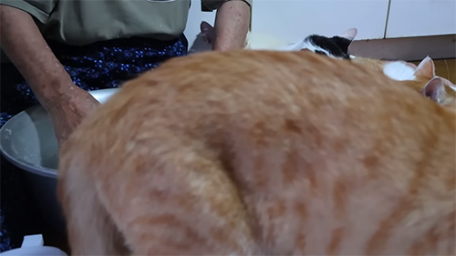 画面いっぱいの猫