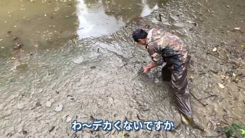ある程度水が抜けた池に入って生き物を観察・捕獲する様子