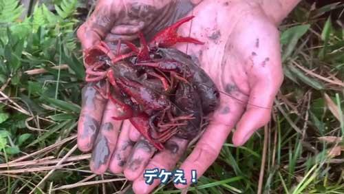 かなりデカいアメリカザリガニを発見