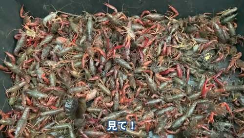 今回捕獲できたアメリカザリガニがこちら