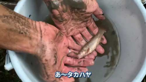 在来種が徐々に戻ってきていることも確認できました