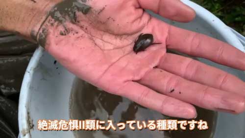 レアな在来種も