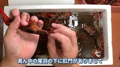 まずは下処理として背ワタを抜いています