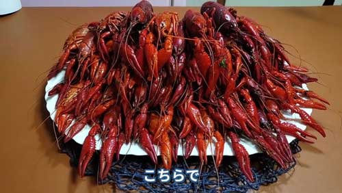 きれいに盛り付けた“ザリガニタワー”。迫力がすごい！