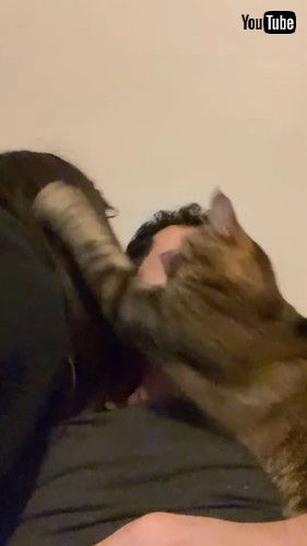 「A Very Jealous Cat || ViralHog」