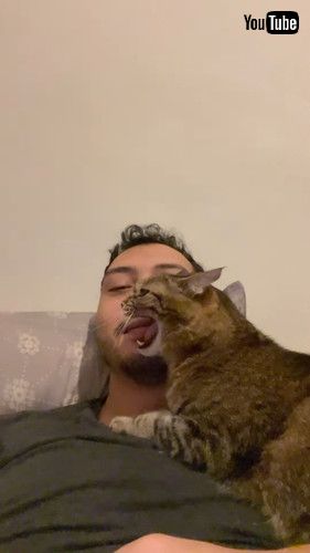 「A Very Jealous Cat || ViralHog」