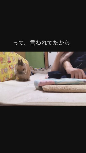手術をしたもふまるくん