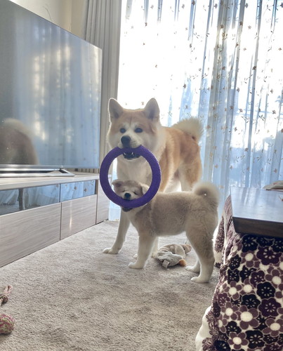 大吉くんと幸ちゃん