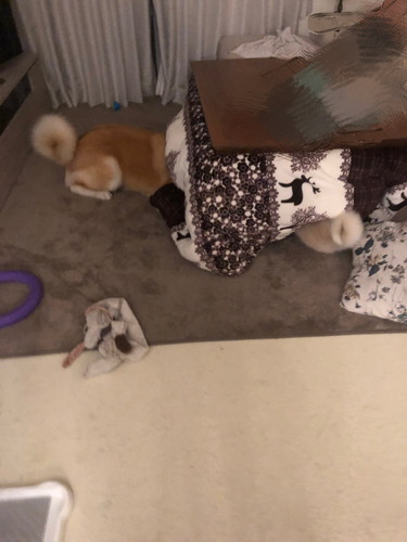 大吉くんと幸ちゃん