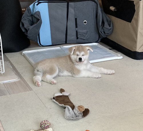 大吉くんと幸ちゃん