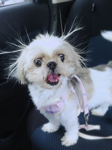 「身の毛もよだつ」を完璧に再現したワンコ