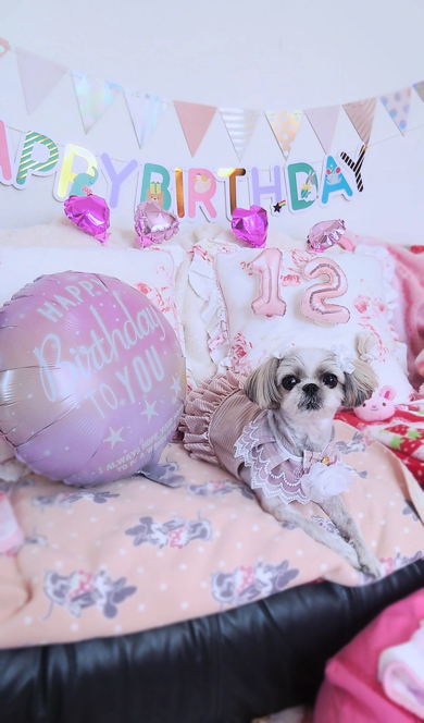 12歳のシーズー犬