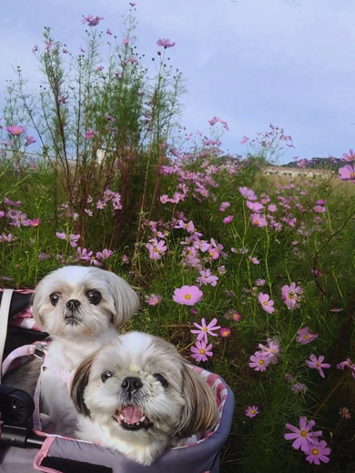 車に一緒に乗っていたシーズーのコロンちゃん