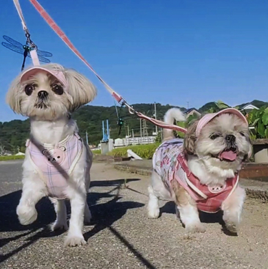 仲良く散歩をするシーズー犬