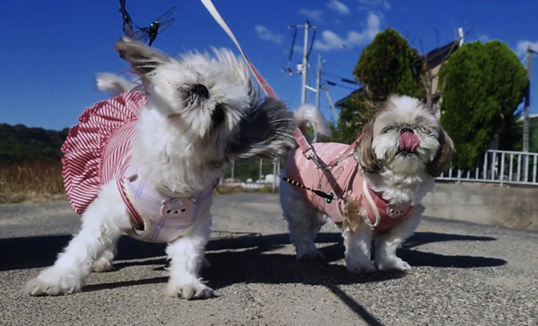 楽しそうに散歩をする二匹のシーズー