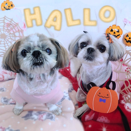 ハロウィーンを満喫するシーズー