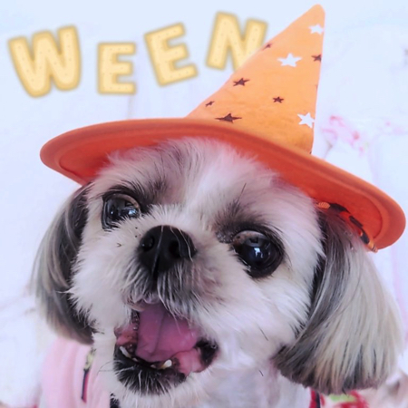 ハロウィーンを満喫するシーズー