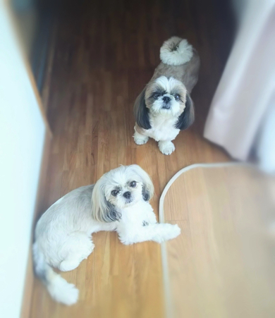 耳の毛を伸ばしてたシーズー