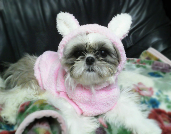 赤ちゃんのころのシーズー