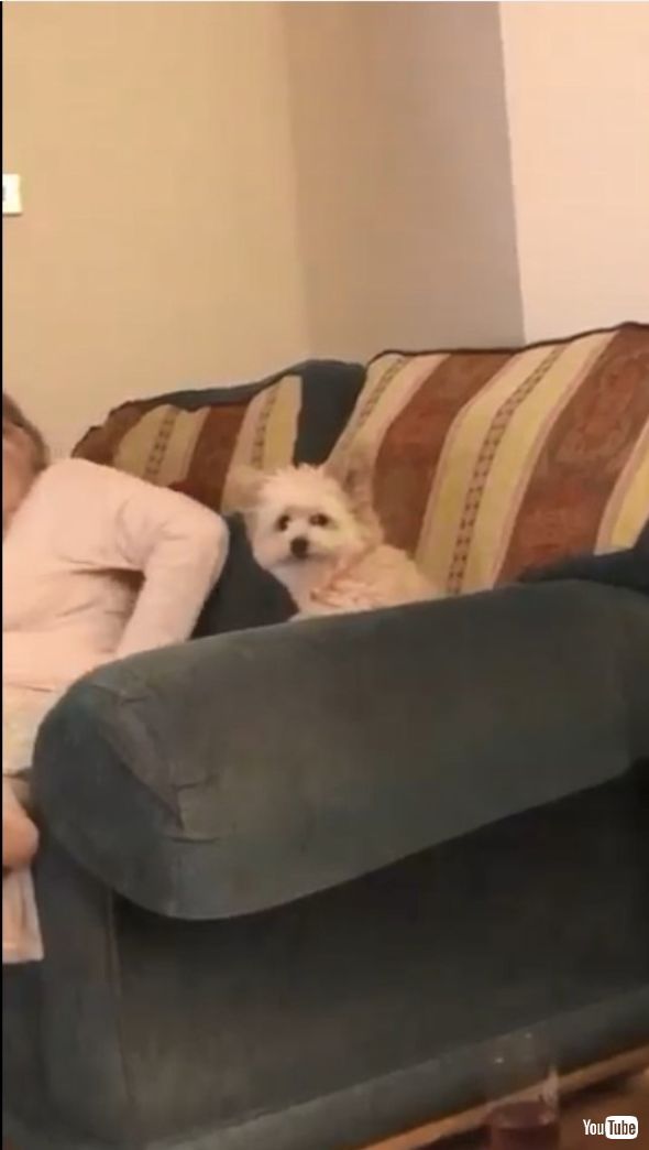 ソファに座る犬