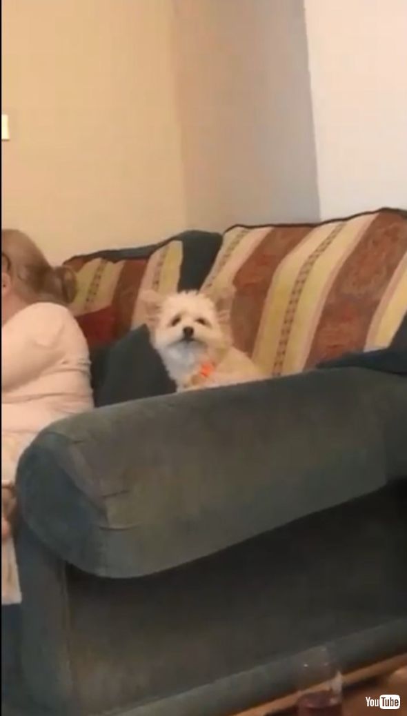 こちらをじっと見つめてくる