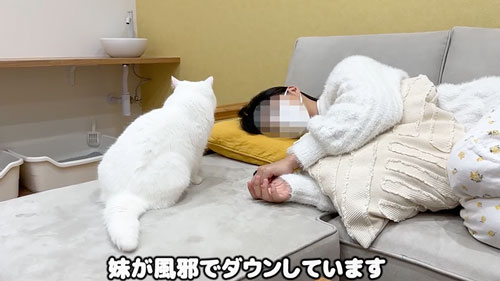 妹さんを心配する猫たち