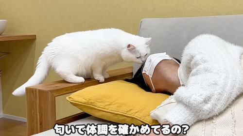 妹さんを心配する猫たち