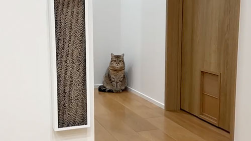 妹さんを心配する猫たち