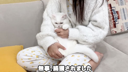 妹さんを心配する猫たち