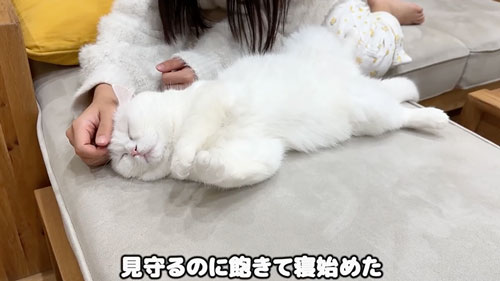 妹さんを心配する猫たち