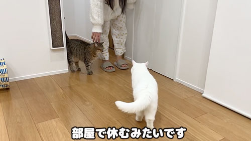 妹さんを心配する猫たち