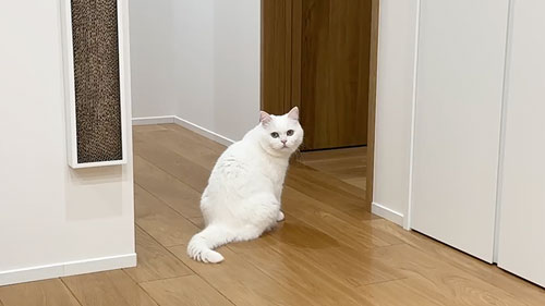 妹さんを心配する猫たち