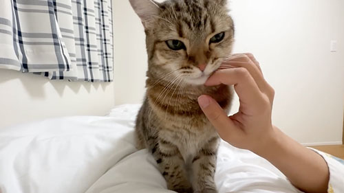 妹さんを心配する猫たち