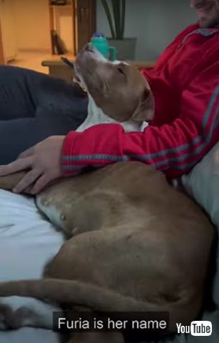 ワンコの名付け方