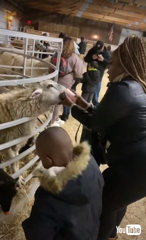 ニンジンを盗むヤギ