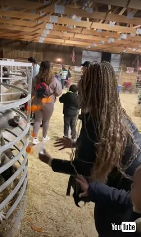 ニンジンを盗むヤギ