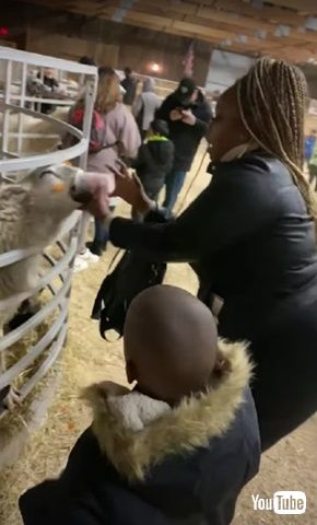 ニンジンを盗むヤギ