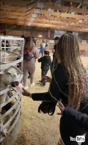 ニンジンを盗むヤギ