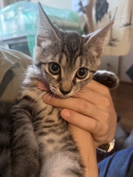 抱っこされる猫