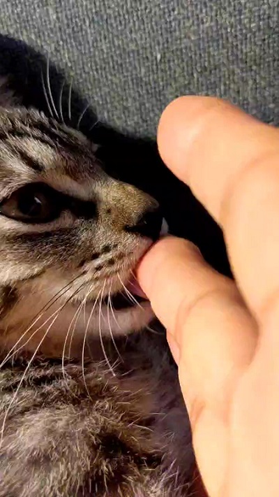 指しゃぶる猫