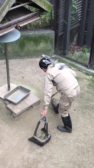 頭に乗るオカメインコ