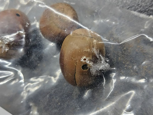 クヌギシギゾウムシ