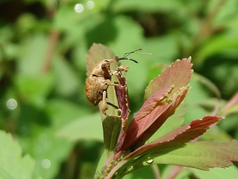 クヌギシギゾウムシ