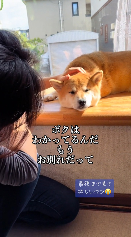 落ち込む柴犬