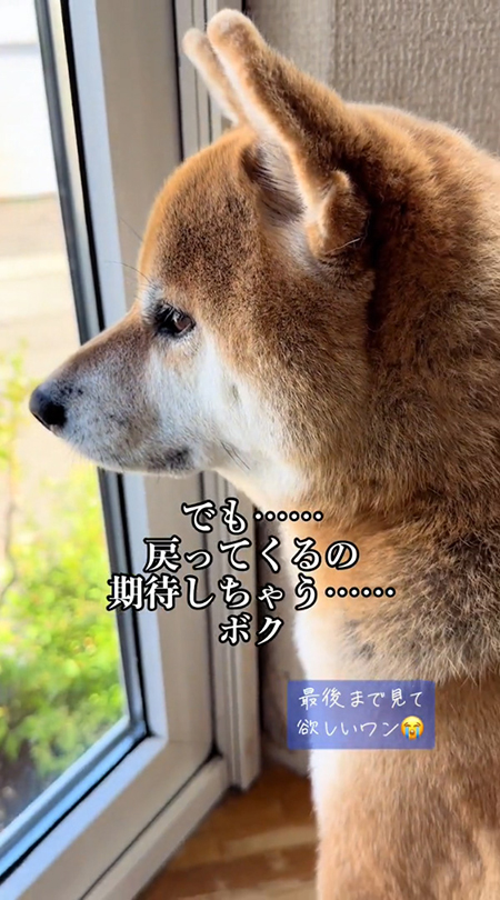 窓から外を見つめる柴犬