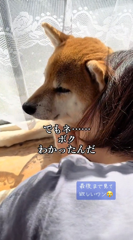 落ち込む柴犬