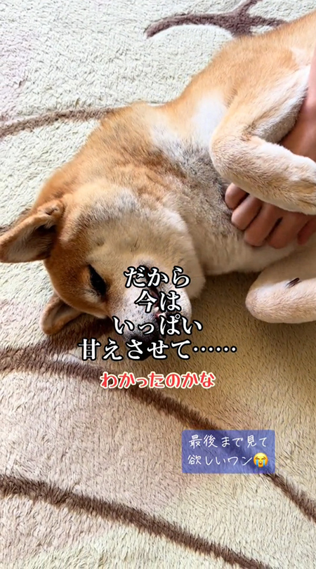 甘える柴犬