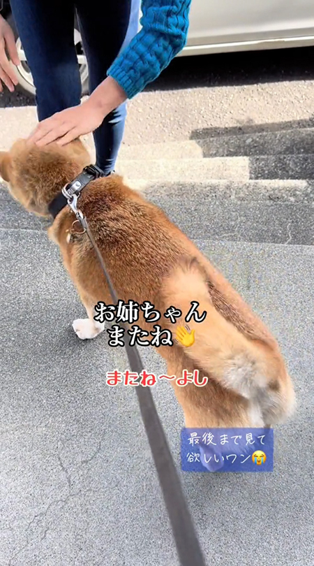姉と別れる柴犬